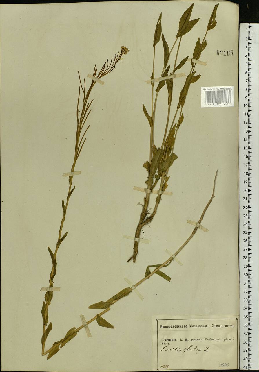 Turritis glabra L., Eastern Europe, Central forest-and-steppe region (E6) (Russia)