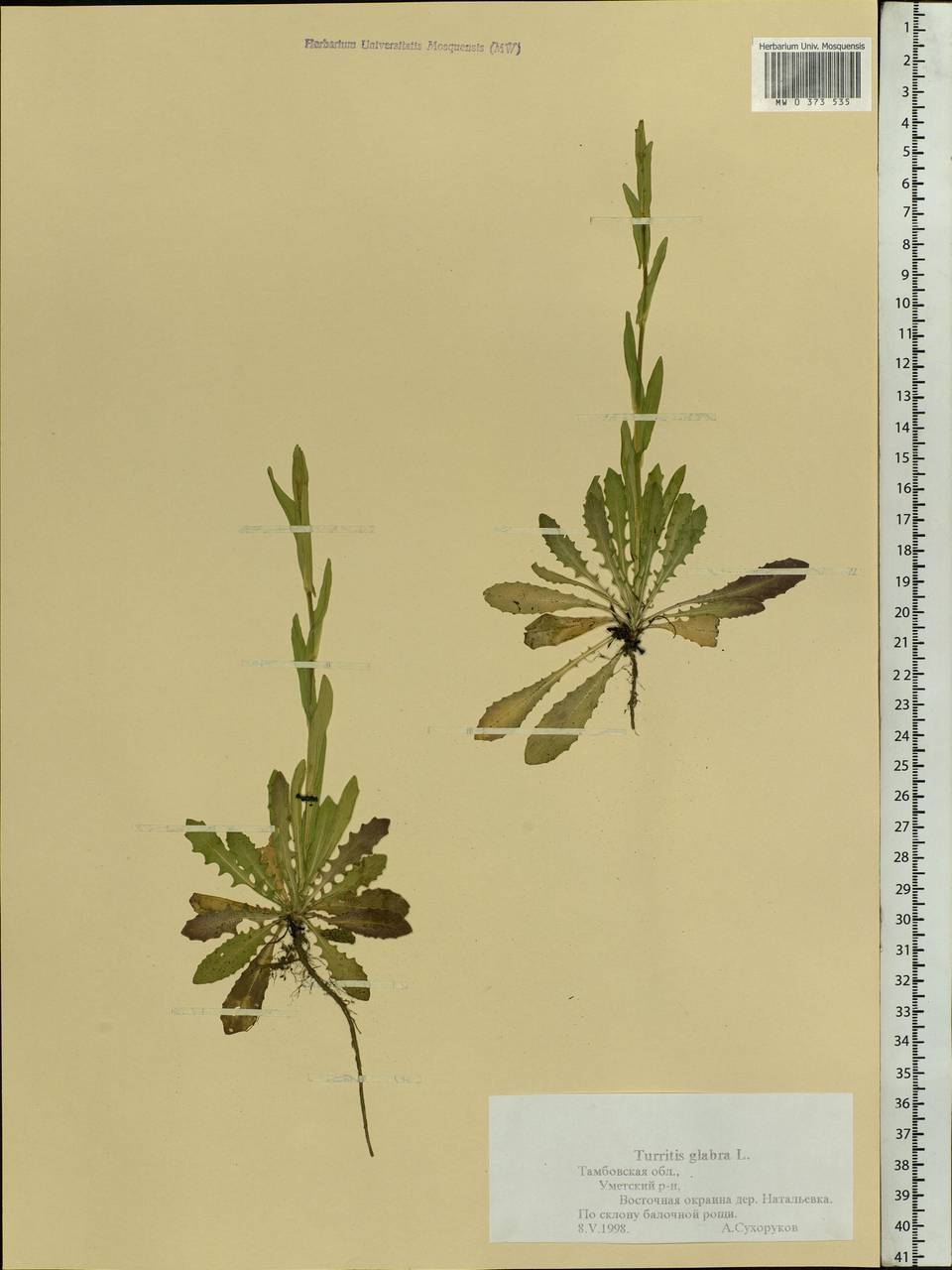 Turritis glabra L., Eastern Europe, Central forest-and-steppe region (E6) (Russia)