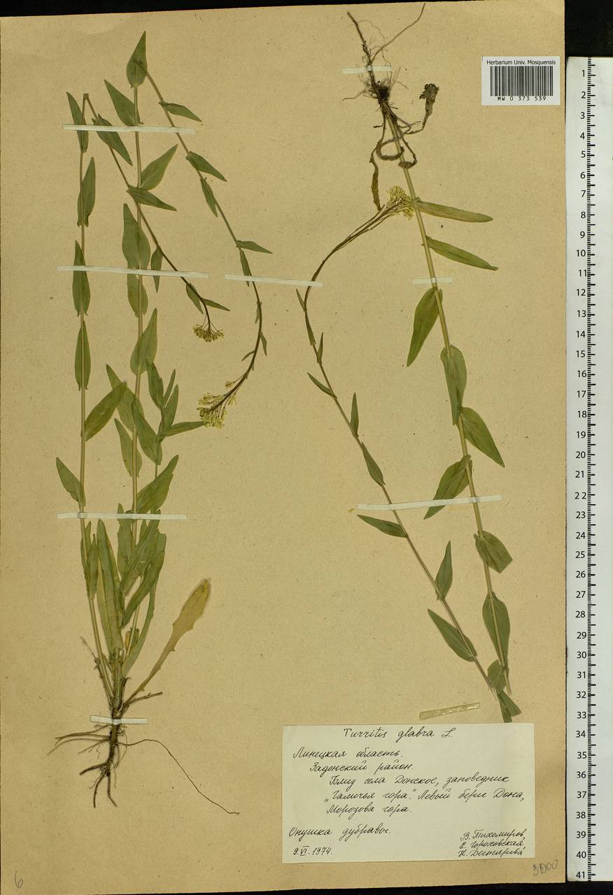 Turritis glabra L., Eastern Europe, Central forest-and-steppe region (E6) (Russia)