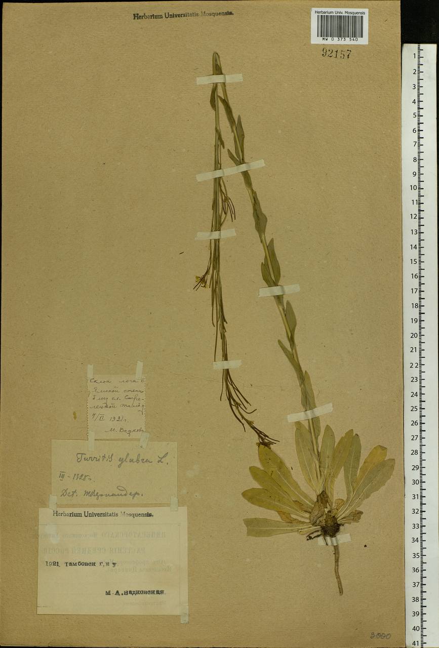 Turritis glabra L., Eastern Europe, Central forest-and-steppe region (E6) (Russia)