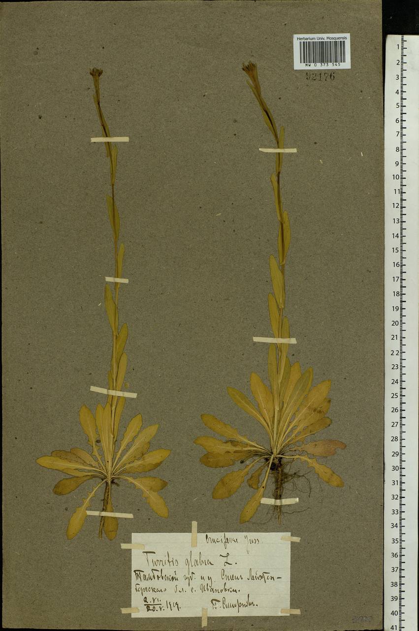 Turritis glabra L., Eastern Europe, Central forest-and-steppe region (E6) (Russia)