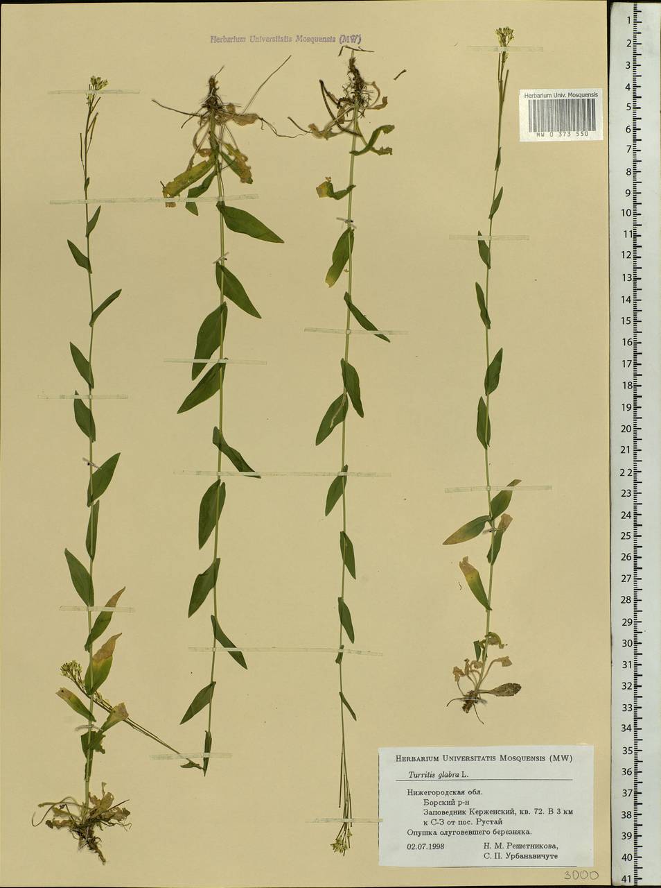 Turritis glabra L., Eastern Europe, Volga-Kama region (E7) (Russia)