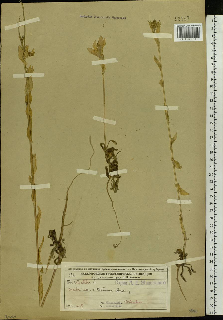 Turritis glabra L., Eastern Europe, Volga-Kama region (E7) (Russia)