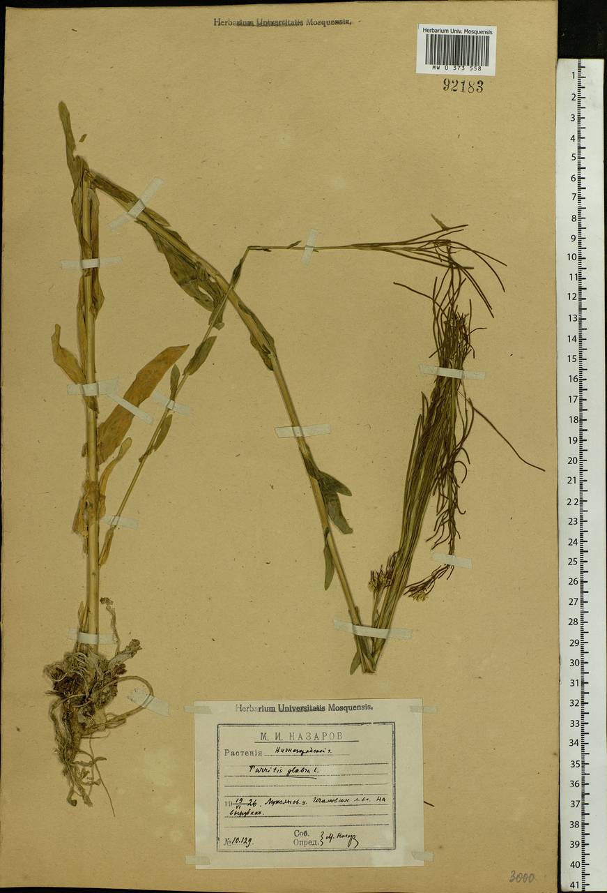 Turritis glabra L., Eastern Europe, Middle Volga region (E8) (Russia)
