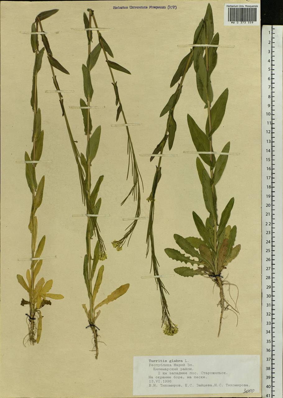 Turritis glabra L., Eastern Europe, Middle Volga region (E8) (Russia)