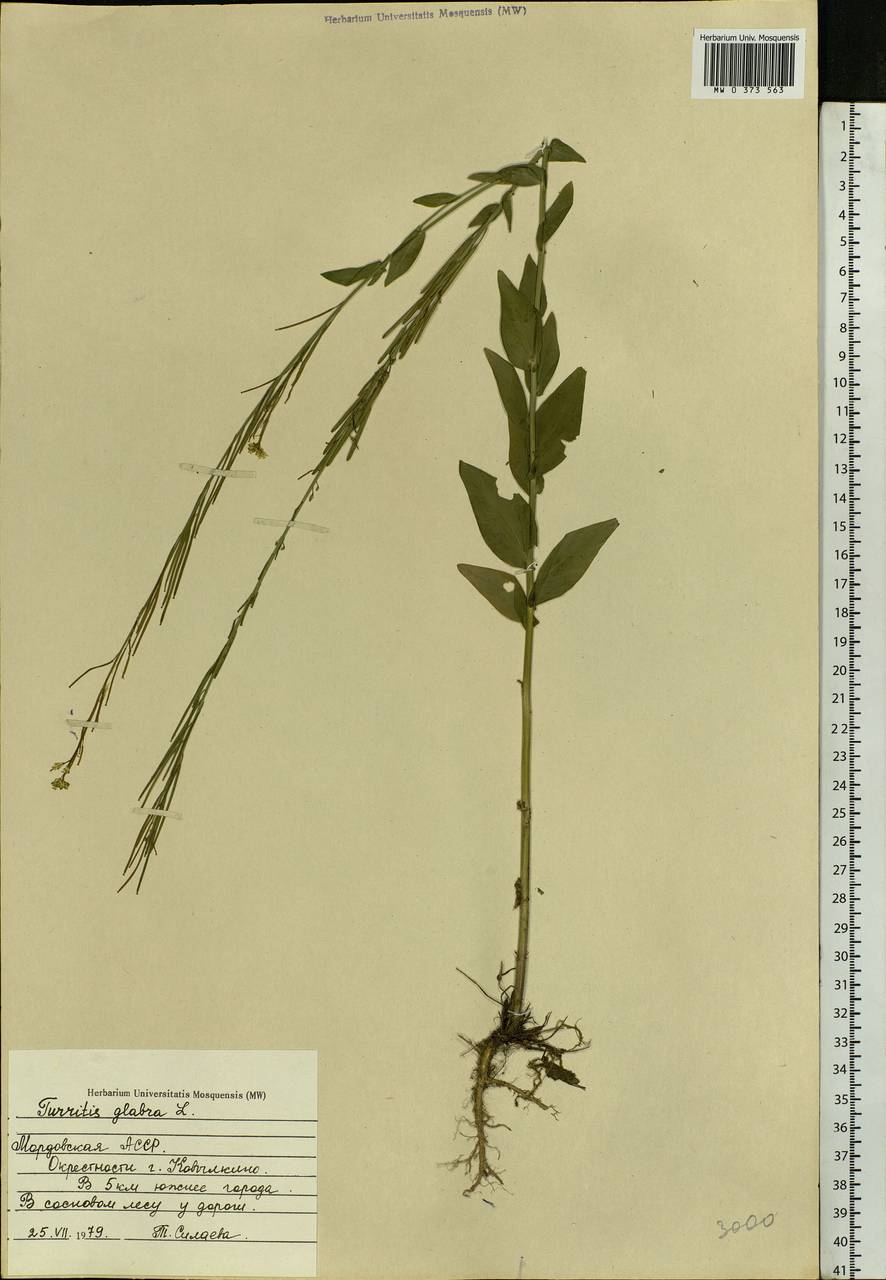 Turritis glabra L., Eastern Europe, Middle Volga region (E8) (Russia)