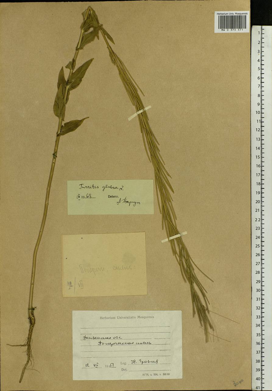 Turritis glabra L., Eastern Europe, Middle Volga region (E8) (Russia)