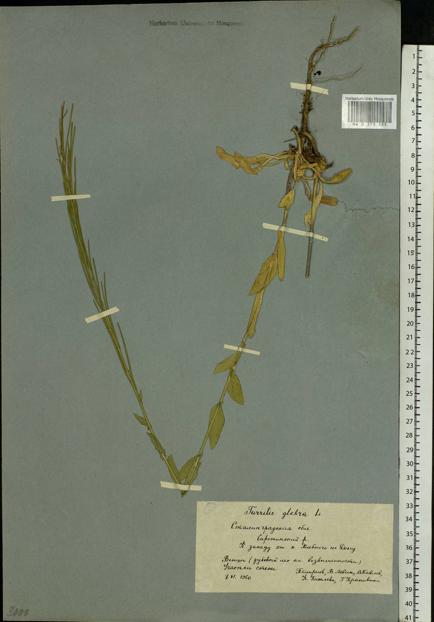 Turritis glabra L., Eastern Europe, Lower Volga region (E9) (Russia)