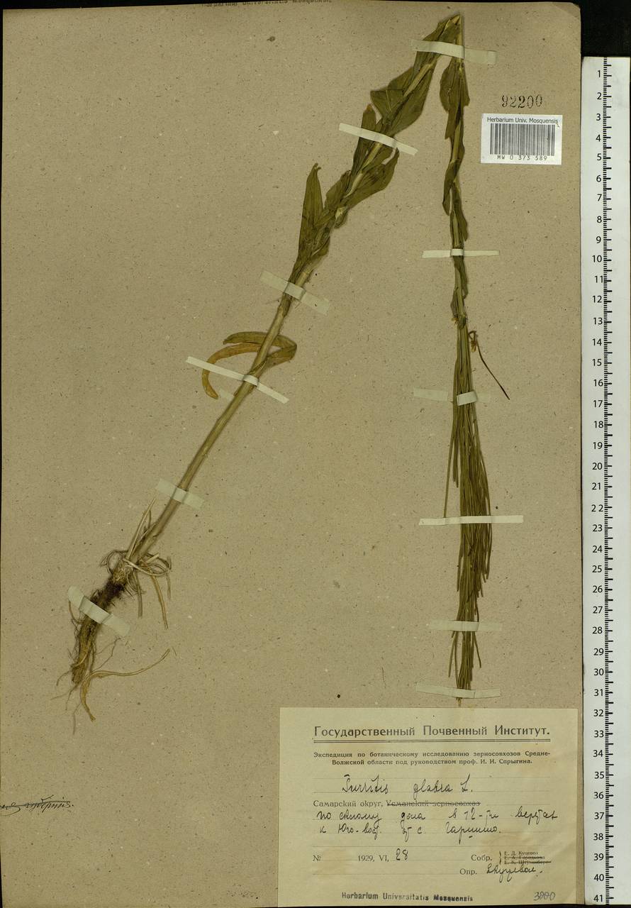 Turritis glabra L., Eastern Europe, Eastern region (E10) (Russia)