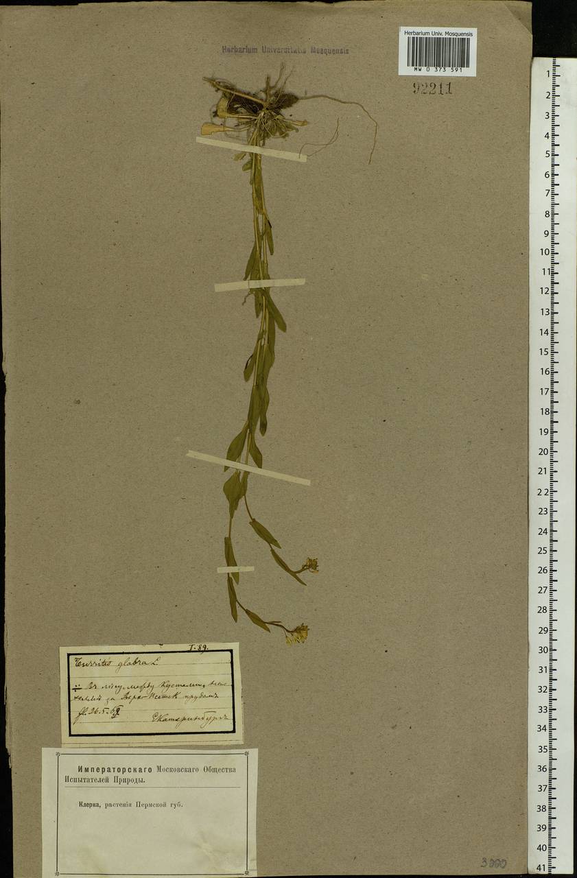 Turritis glabra L., Eastern Europe, Eastern region (E10) (Russia)