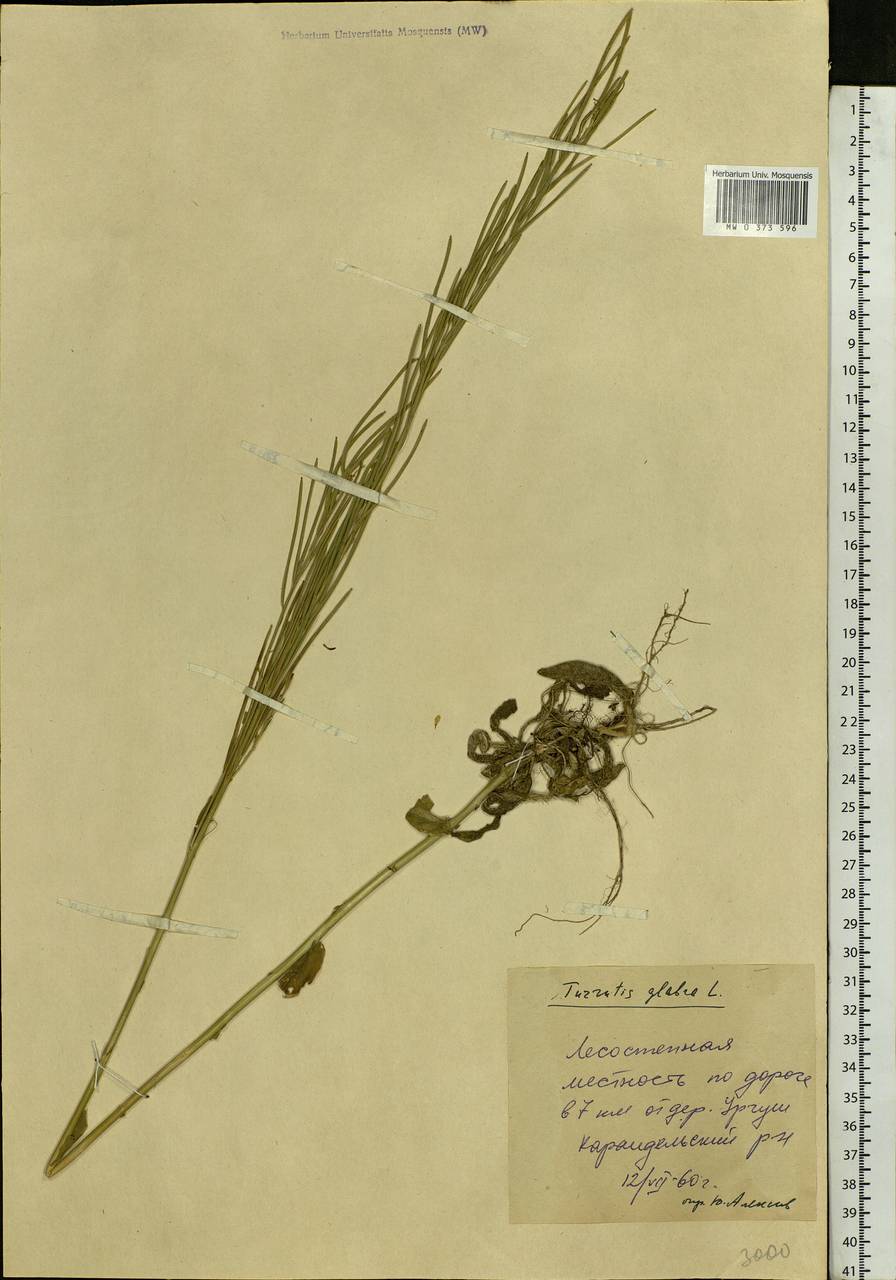 Turritis glabra L., Eastern Europe, Eastern region (E10) (Russia)