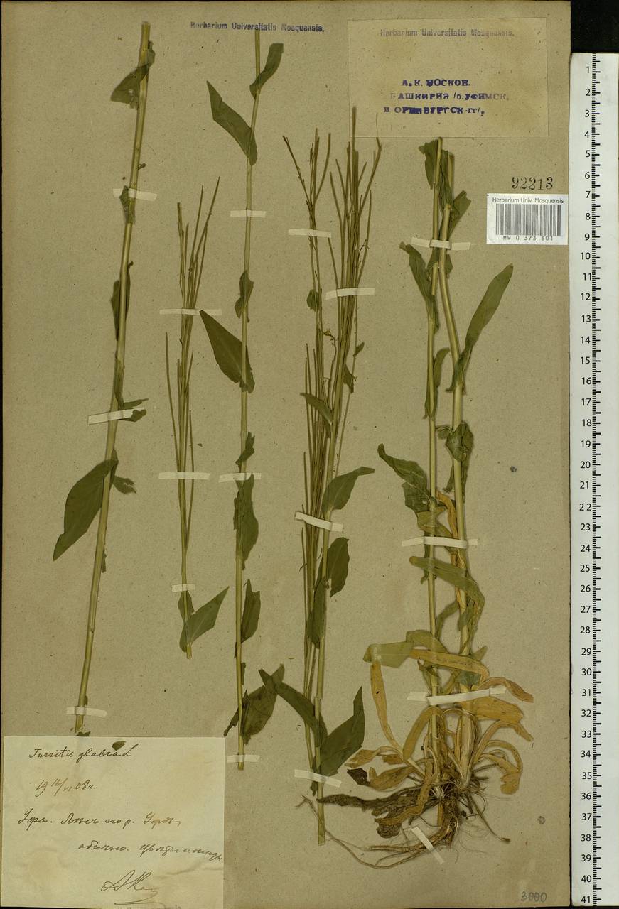 Turritis glabra L., Eastern Europe, Eastern region (E10) (Russia)