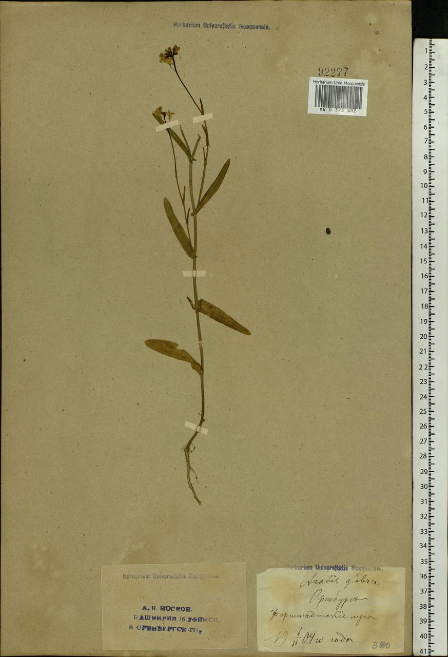 Turritis glabra L., Eastern Europe, Eastern region (E10) (Russia)