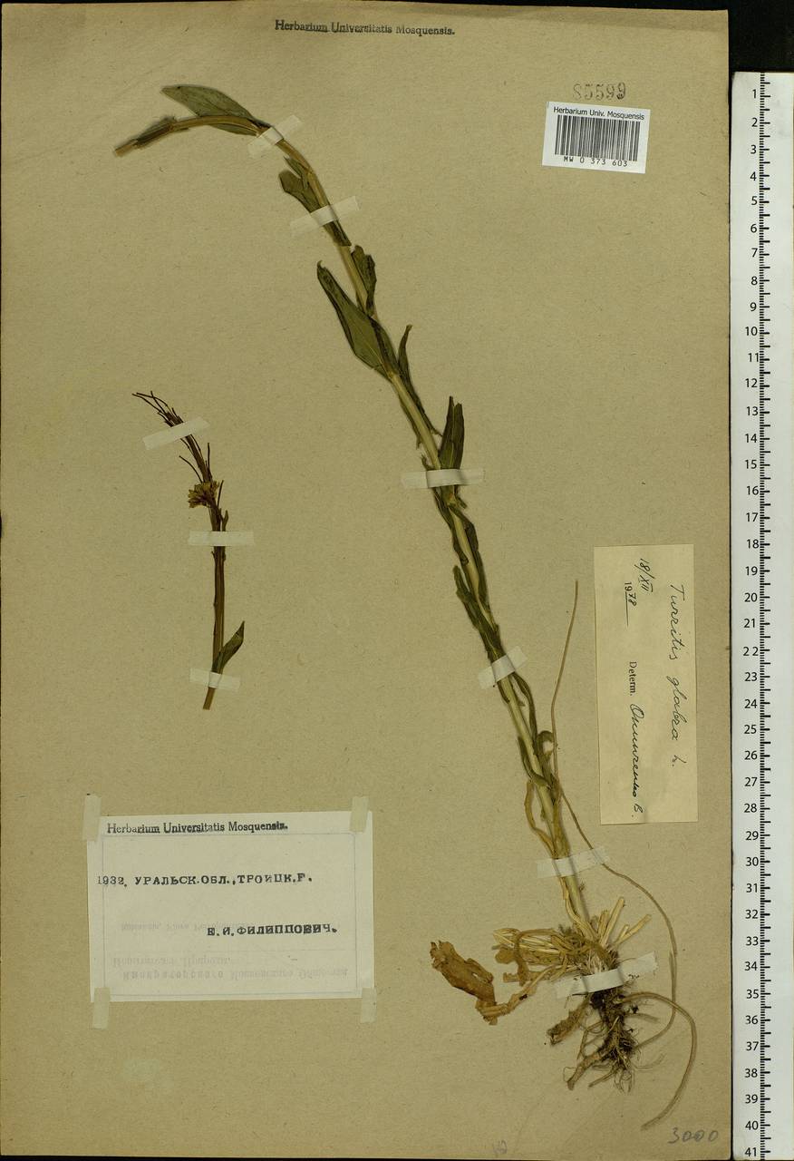 Turritis glabra L., Eastern Europe, Eastern region (E10) (Russia)
