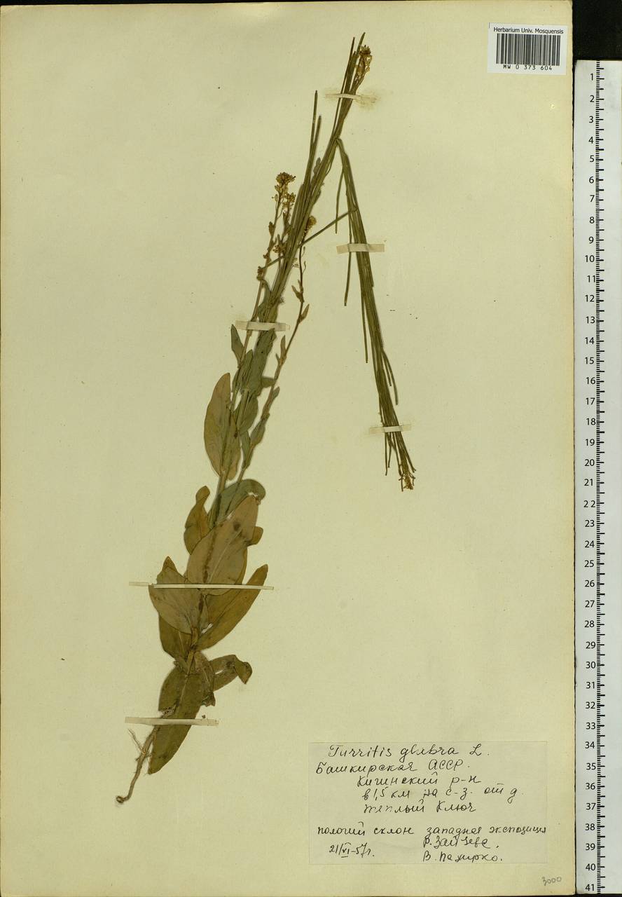 Turritis glabra L., Eastern Europe, Eastern region (E10) (Russia)