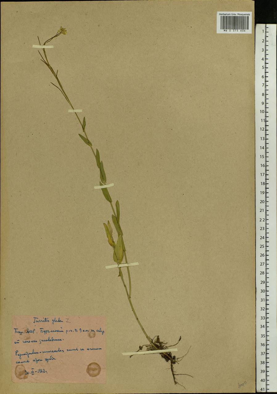 Turritis glabra L., Eastern Europe, Eastern region (E10) (Russia)