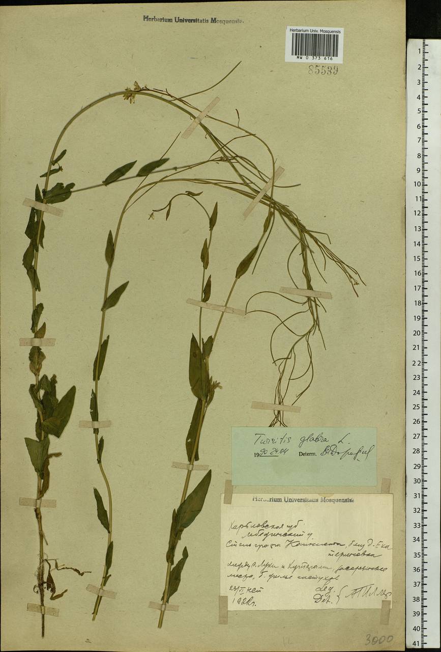 Turritis glabra L., Eastern Europe, North Ukrainian region (E11) (Ukraine)