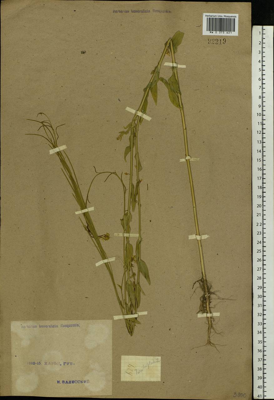 Turritis glabra L., Eastern Europe, North Ukrainian region (E11) (Ukraine)