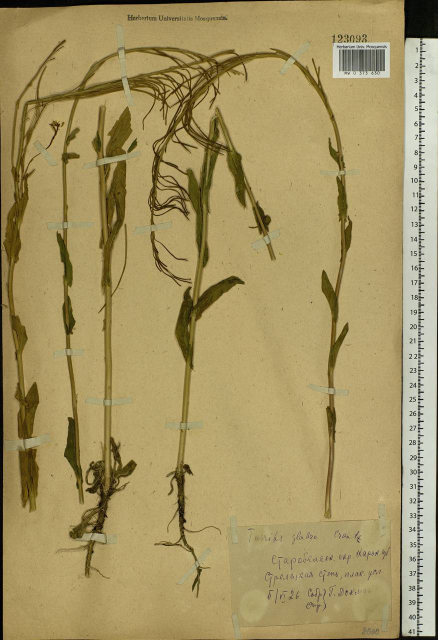 Turritis glabra L., Eastern Europe, North Ukrainian region (E11) (Ukraine)