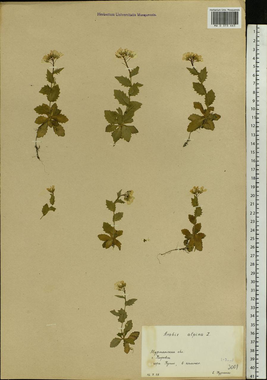 Arabis alpina L., Eastern Europe, Northern region (E1) (Russia)