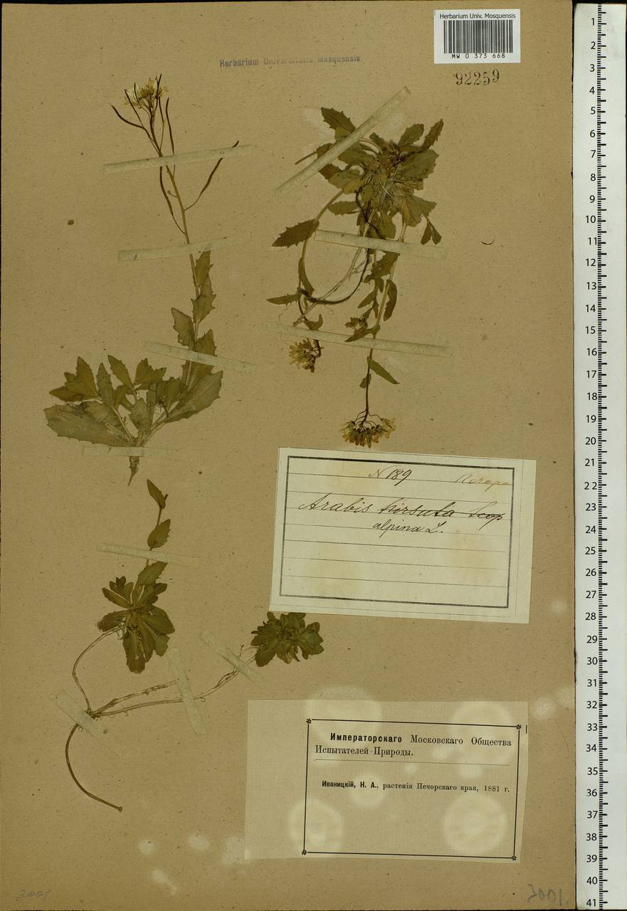 Arabis alpina L., Eastern Europe, Northern region (E1) (Russia)