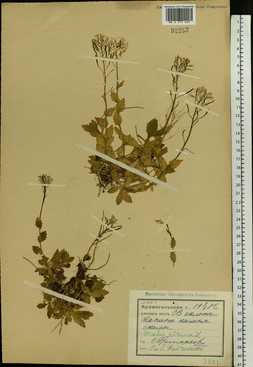 Arabis alpina L., Eastern Europe, Northern region (E1) (Russia)
