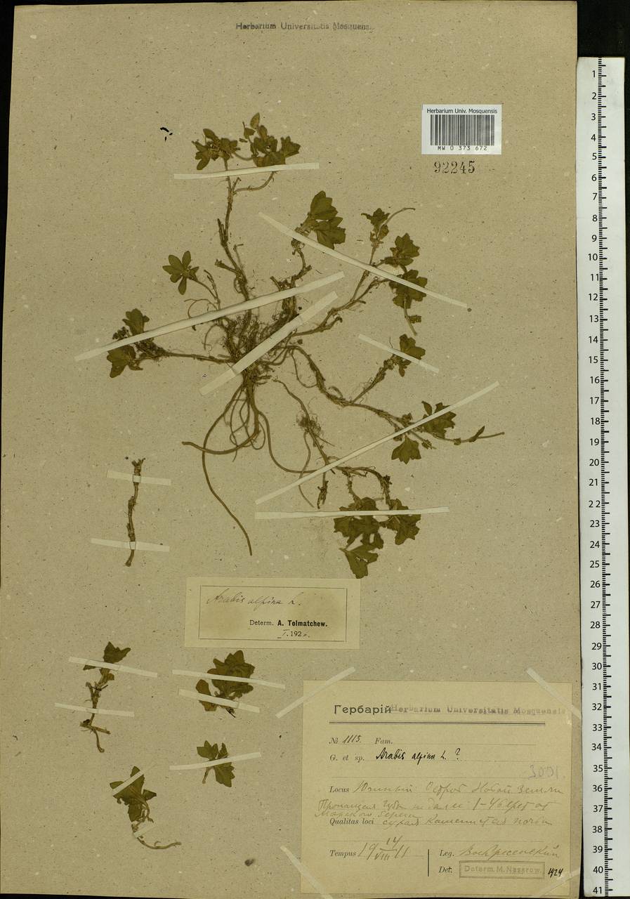 Arabis alpina L., Eastern Europe, Northern region (E1) (Russia)