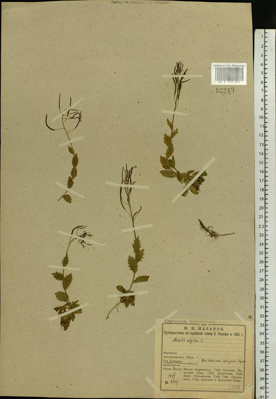 Arabis alpina L., Eastern Europe, Northern region (E1) (Russia)
