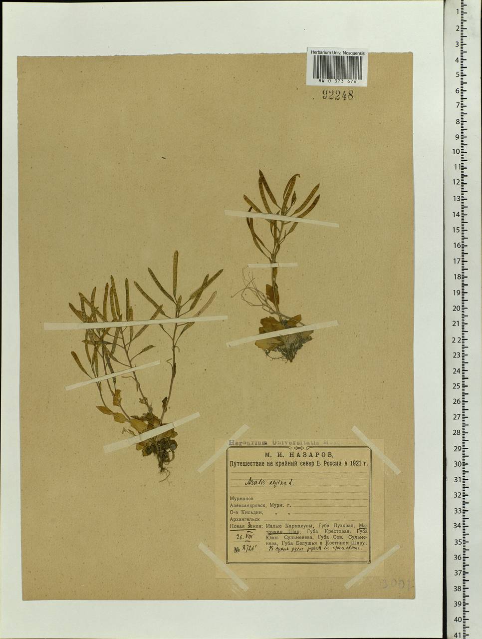 Arabis alpina L., Eastern Europe, Northern region (E1) (Russia)