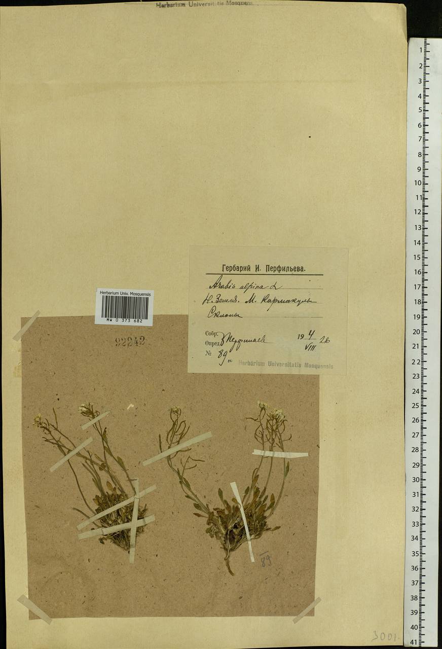 Arabis alpina L., Eastern Europe, Northern region (E1) (Russia)