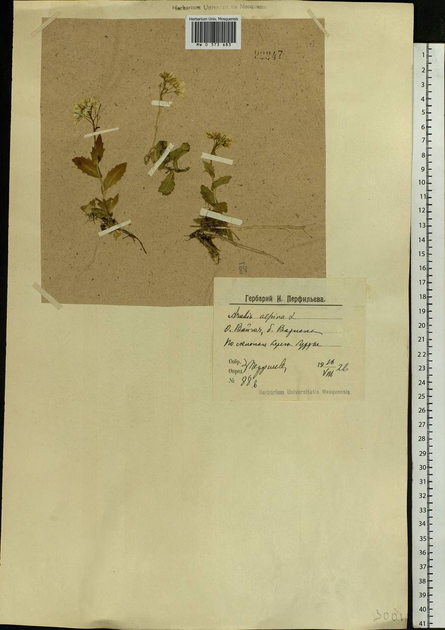 Arabis alpina L., Eastern Europe, Northern region (E1) (Russia)