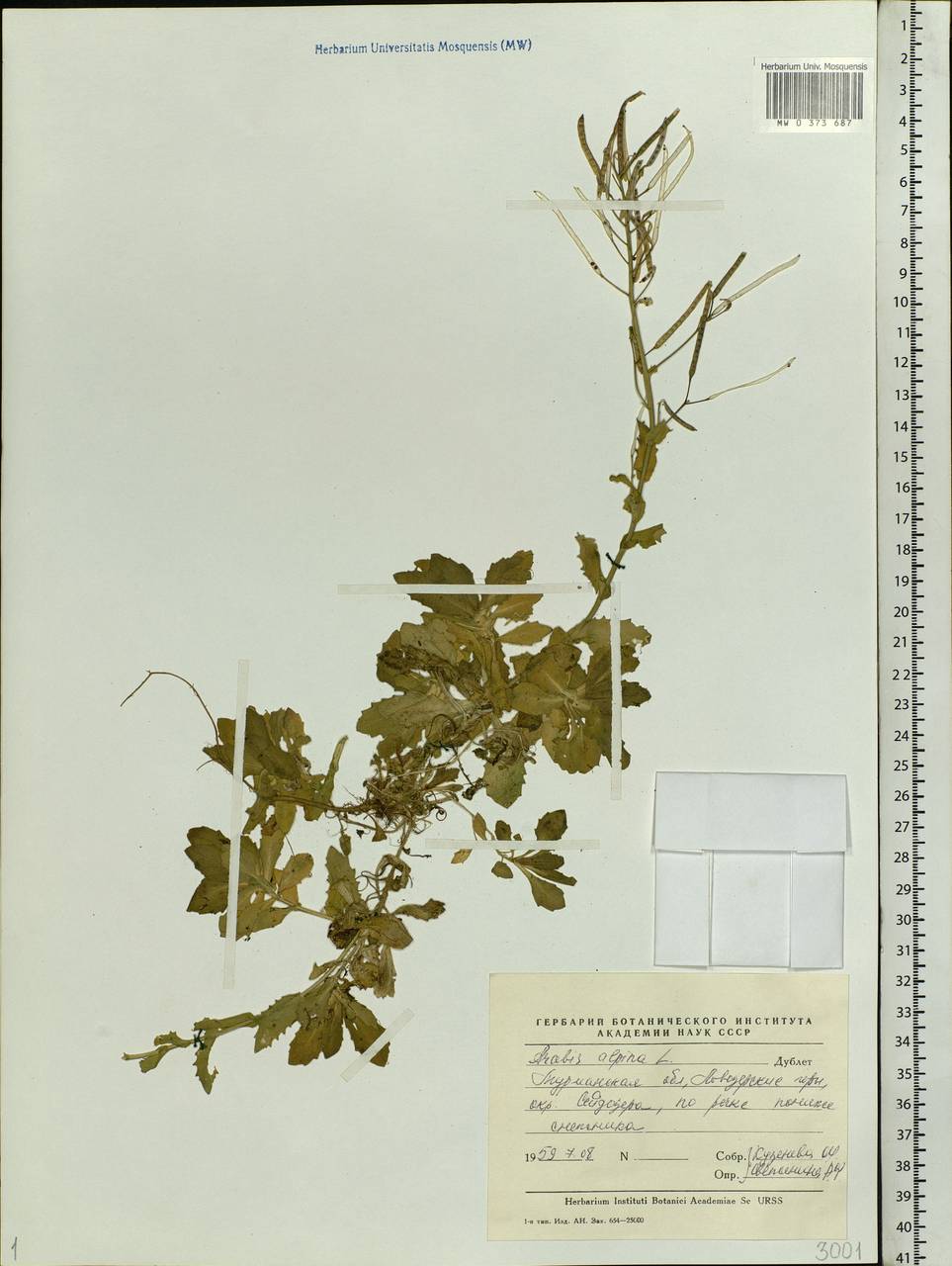 Arabis alpina L., Eastern Europe, Northern region (E1) (Russia)