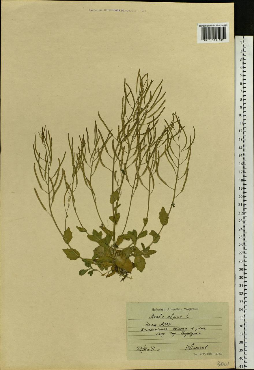 Arabis alpina L., Eastern Europe, Northern region (E1) (Russia)
