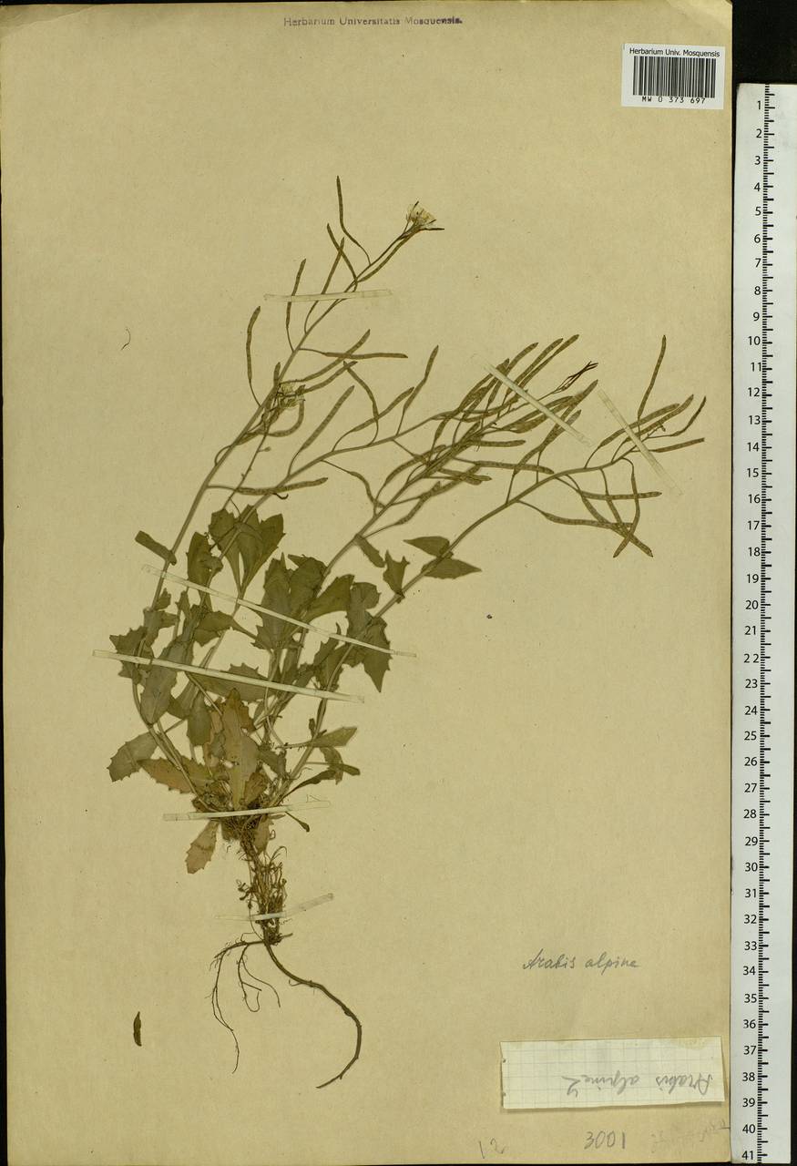 Arabis alpina L., Eastern Europe, West Ukrainian region (E13) (Ukraine)