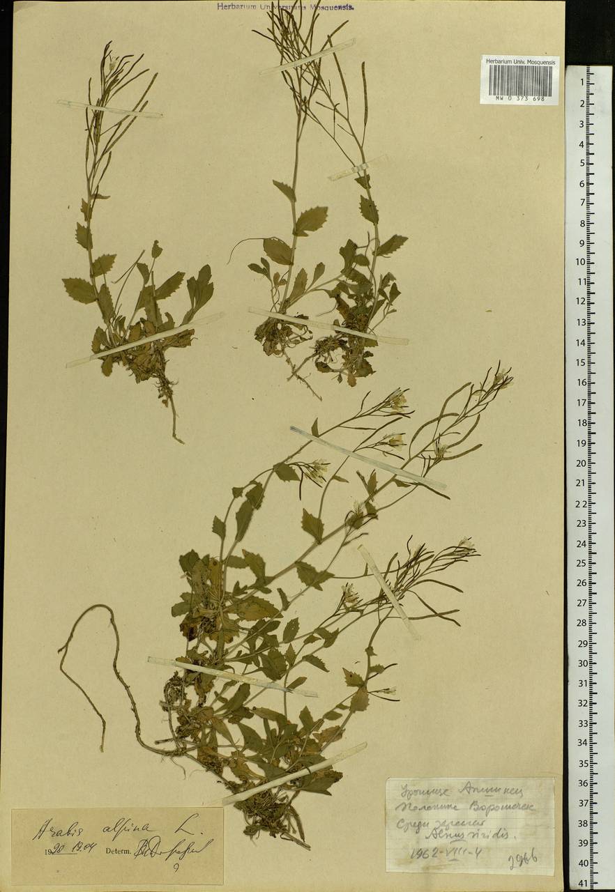 Arabis alpina L., Eastern Europe, West Ukrainian region (E13) (Ukraine)