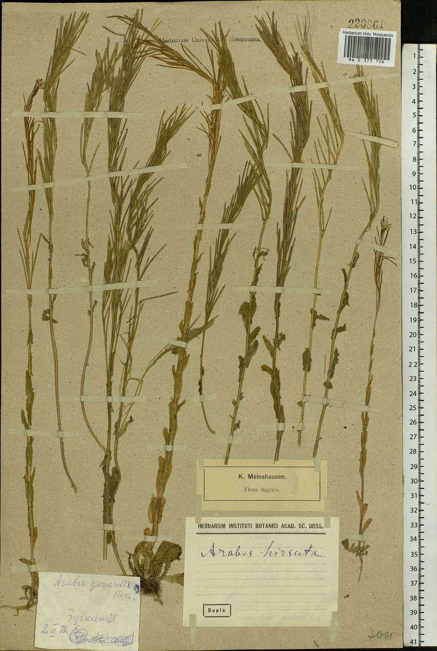 Arabis planisiliqua (Pers.) Rchb., Eastern Europe, North-Western region (E2) (Russia)