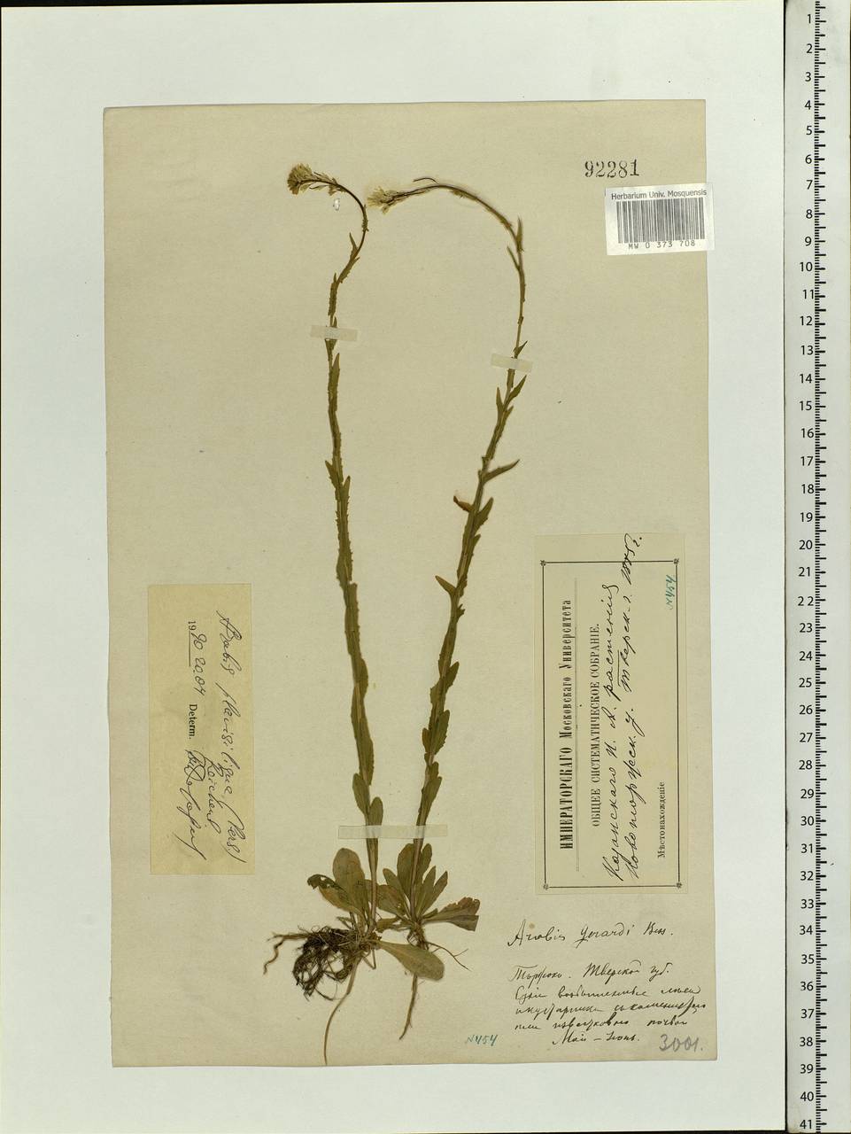 Arabis planisiliqua (Pers.) Rchb., Eastern Europe, North-Western region (E2) (Russia)