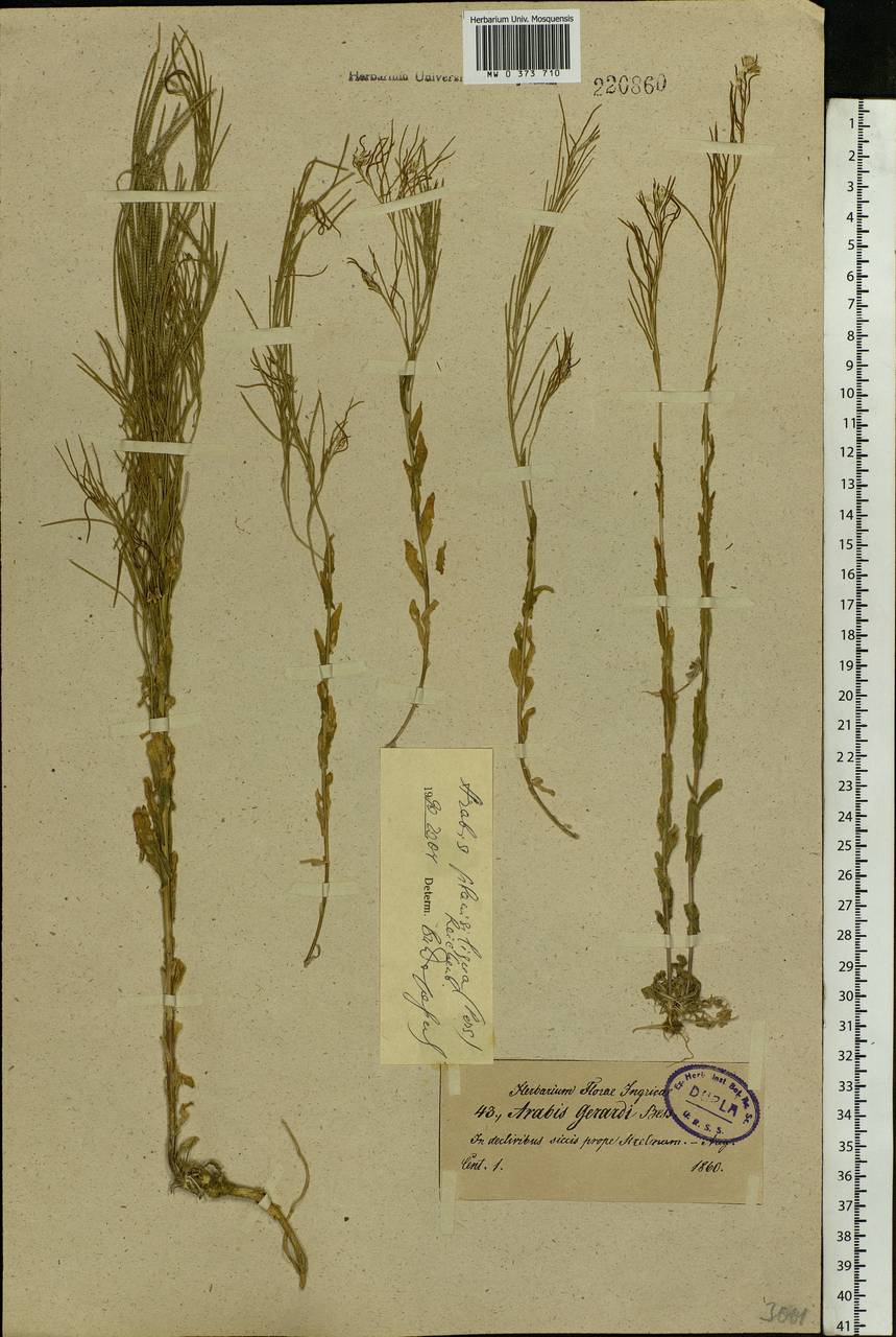 Arabis planisiliqua (Pers.) Rchb., Eastern Europe, North-Western region (E2) (Russia)
