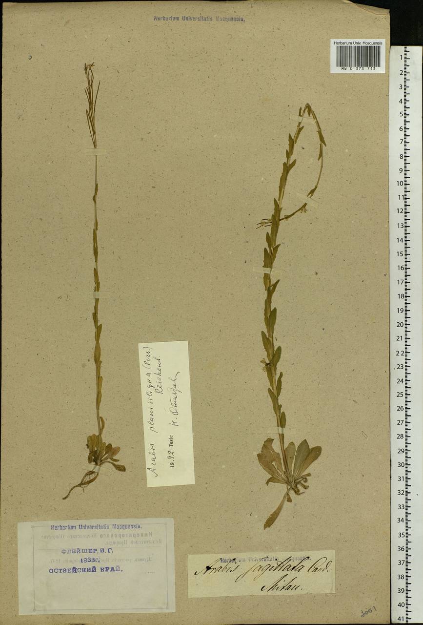 Arabis planisiliqua subsp. nemorensis (Wolf ex Hoffm.) Soják, Eastern Europe, Latvia (E2b) (Latvia)