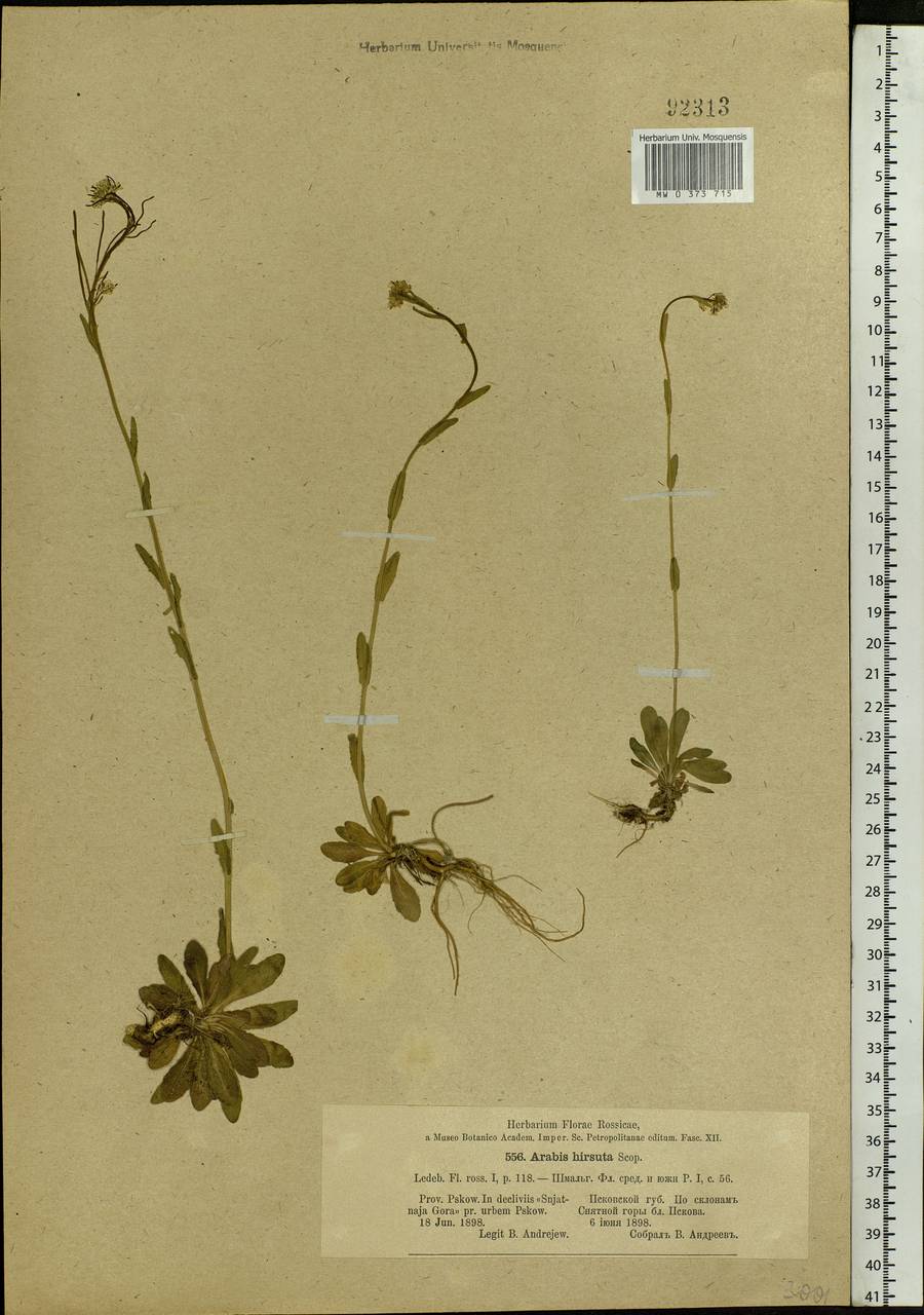 Arabis planisiliqua (Pers.) Rchb., Eastern Europe, North-Western region (E2) (Russia)