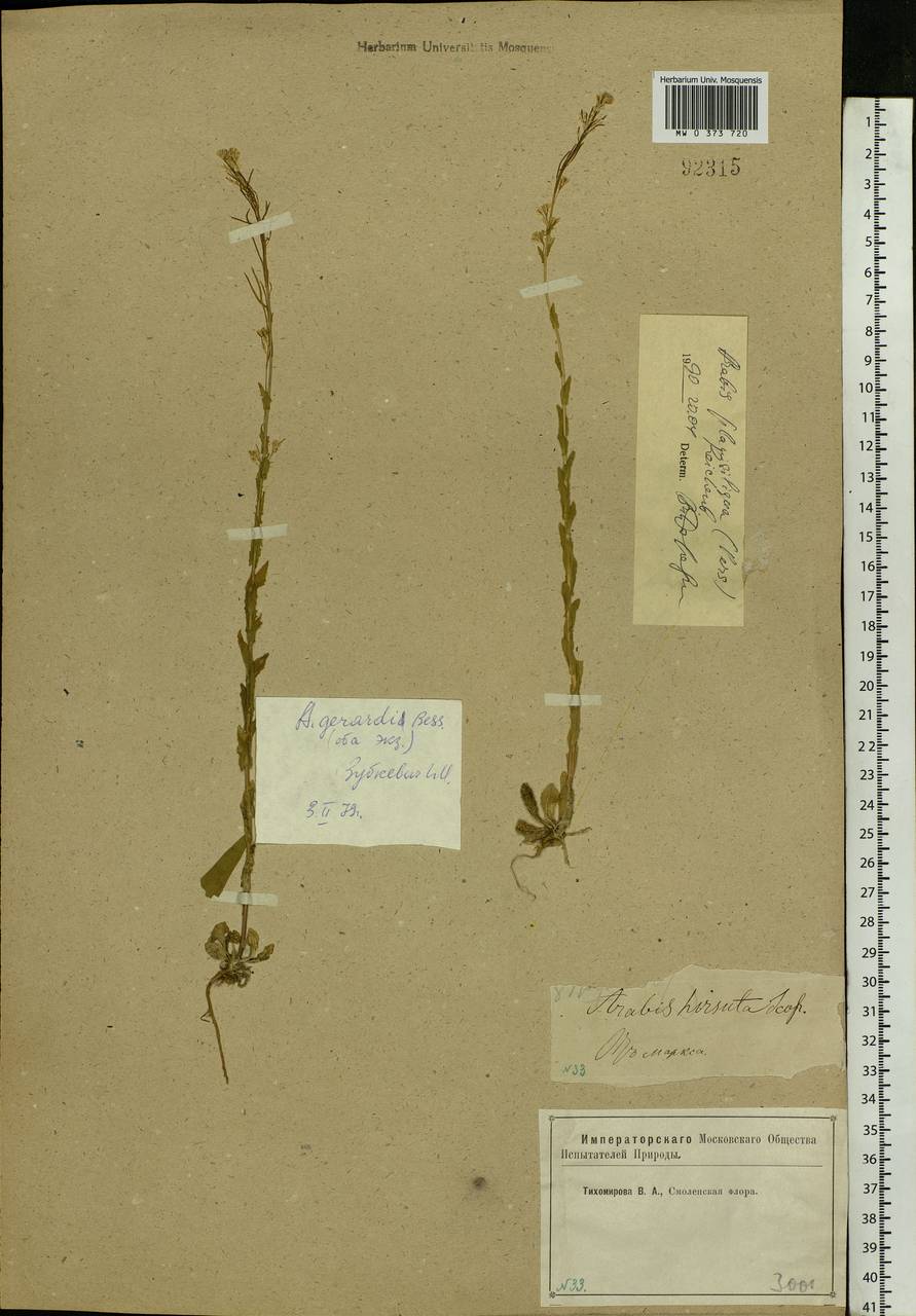 Arabis planisiliqua (Pers.) Rchb., Eastern Europe, Western region (E3) (Russia)