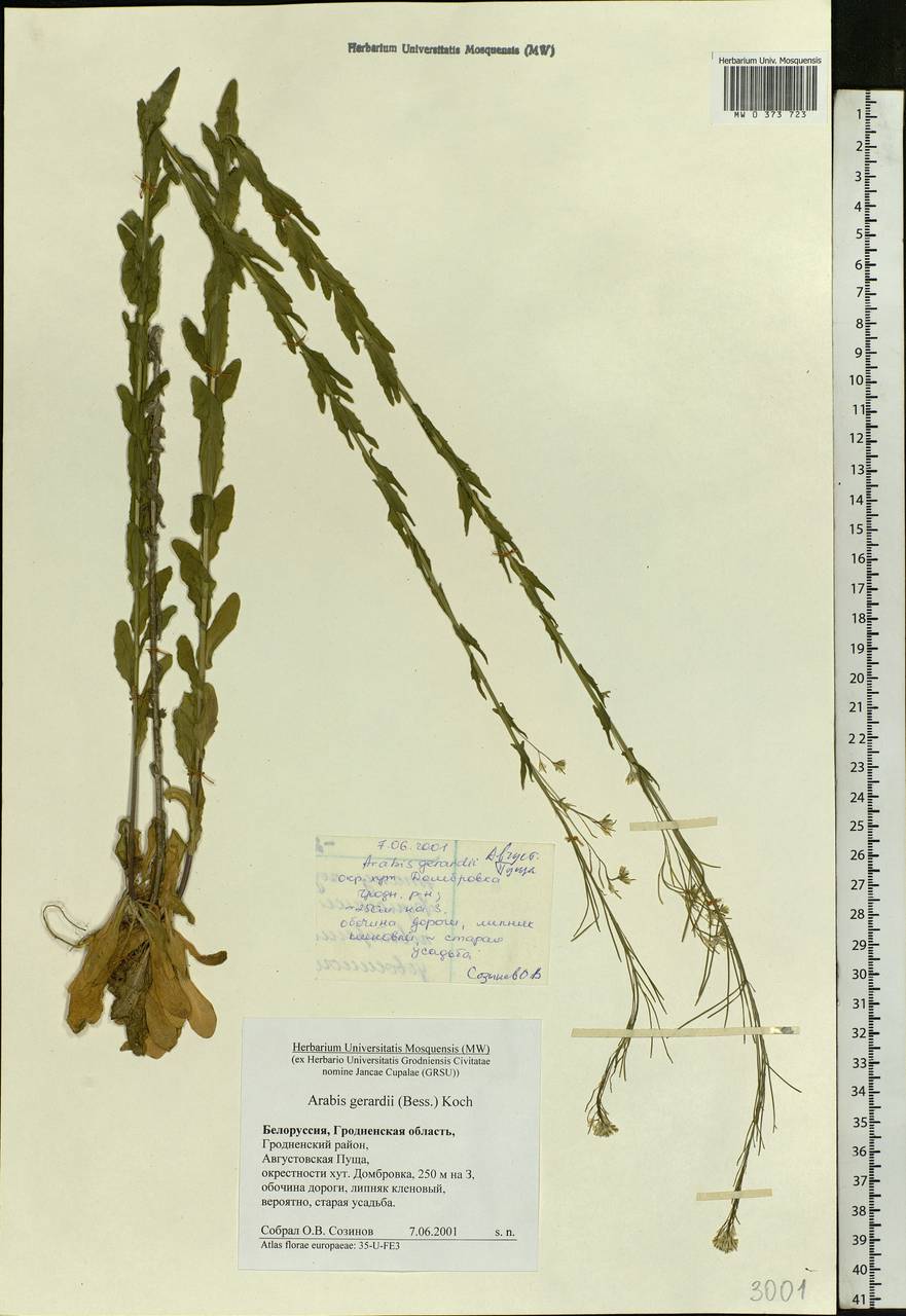 Arabis planisiliqua (Pers.) Rchb., Eastern Europe, Belarus (E3a) (Belarus)