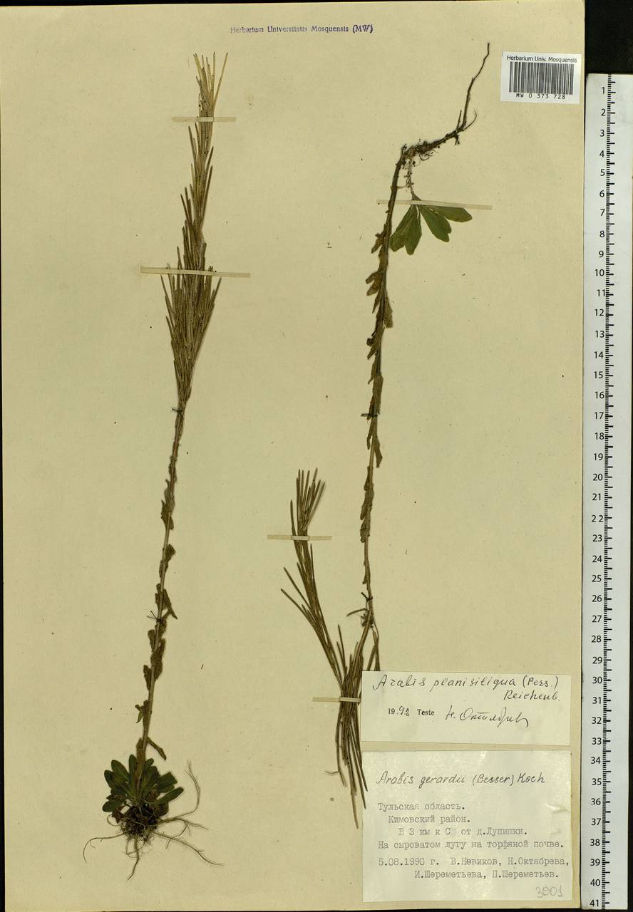 Arabis planisiliqua subsp. nemorensis (Wolf ex Hoffm.) Soják, Eastern Europe, Central region (E4) (Russia)
