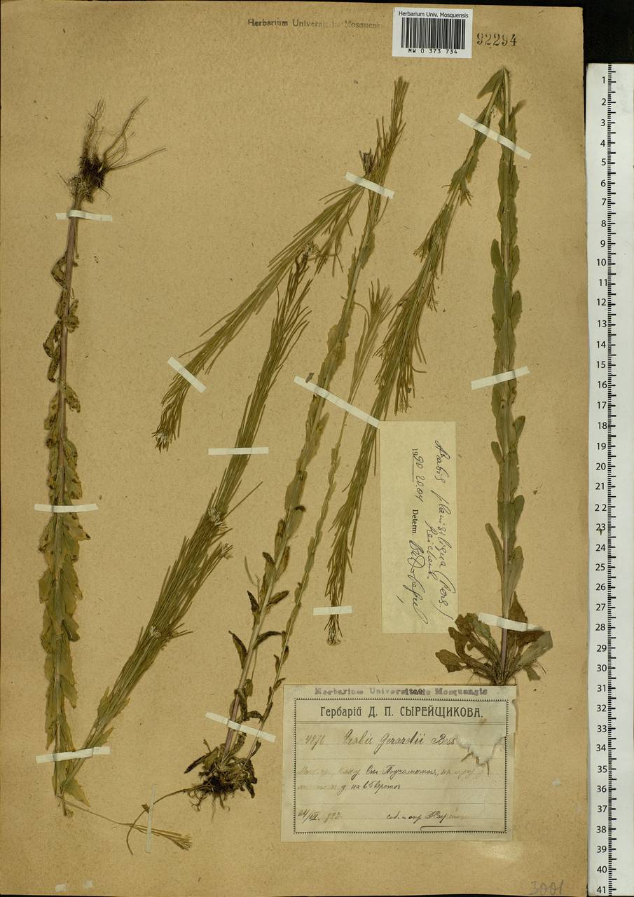Arabis planisiliqua subsp. nemorensis (Wolf ex Hoffm.) Soják, Eastern Europe, Moscow region (E4a) (Russia)