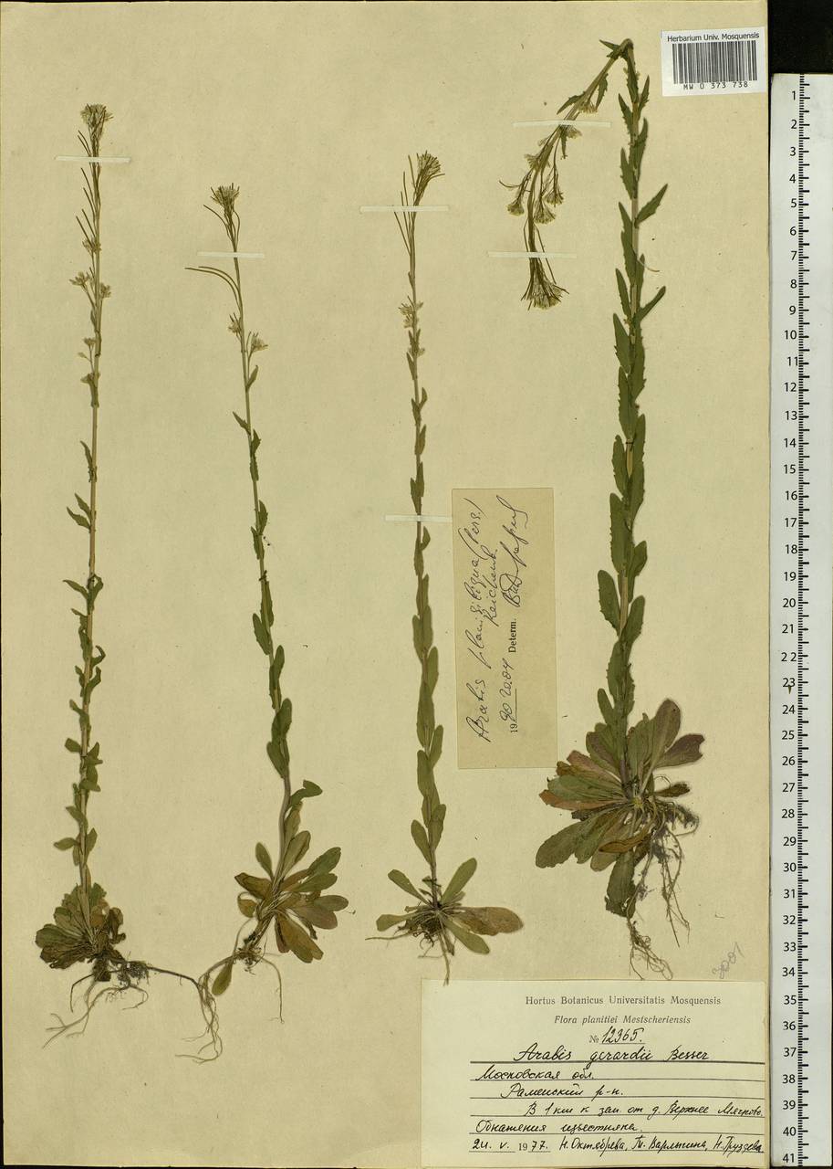 Arabis planisiliqua (Pers.) Rchb., Eastern Europe, Moscow region (E4a) (Russia)