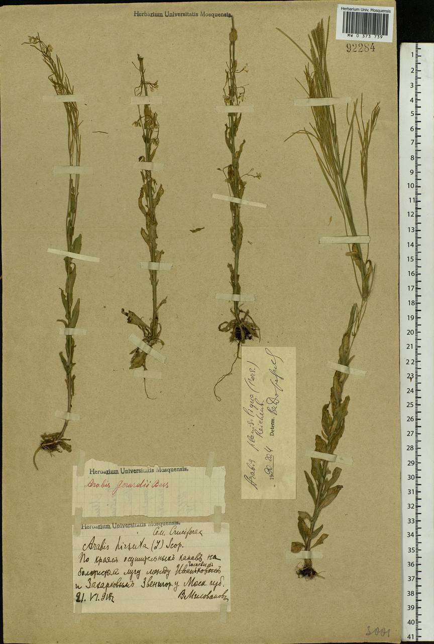 Arabis planisiliqua (Pers.) Rchb., Eastern Europe, Moscow region (E4a) (Russia)