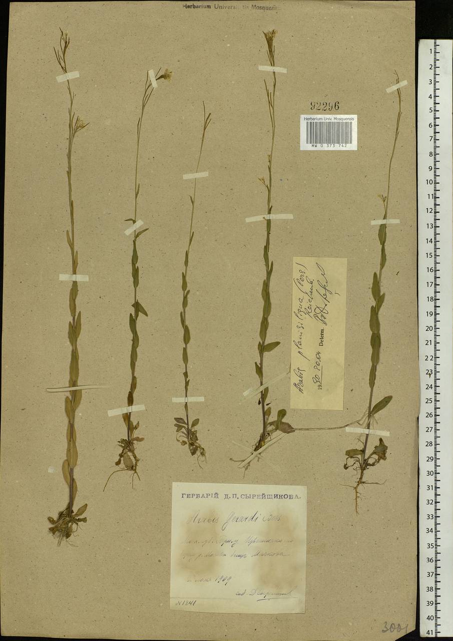 Arabis planisiliqua (Pers.) Rchb., Eastern Europe, Moscow region (E4a) (Russia)