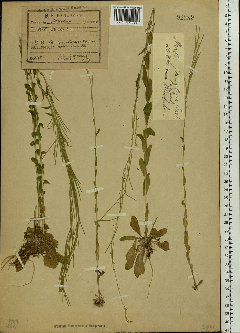 Arabis planisiliqua (Pers.) Rchb., Eastern Europe, Moscow region (E4a) (Russia)