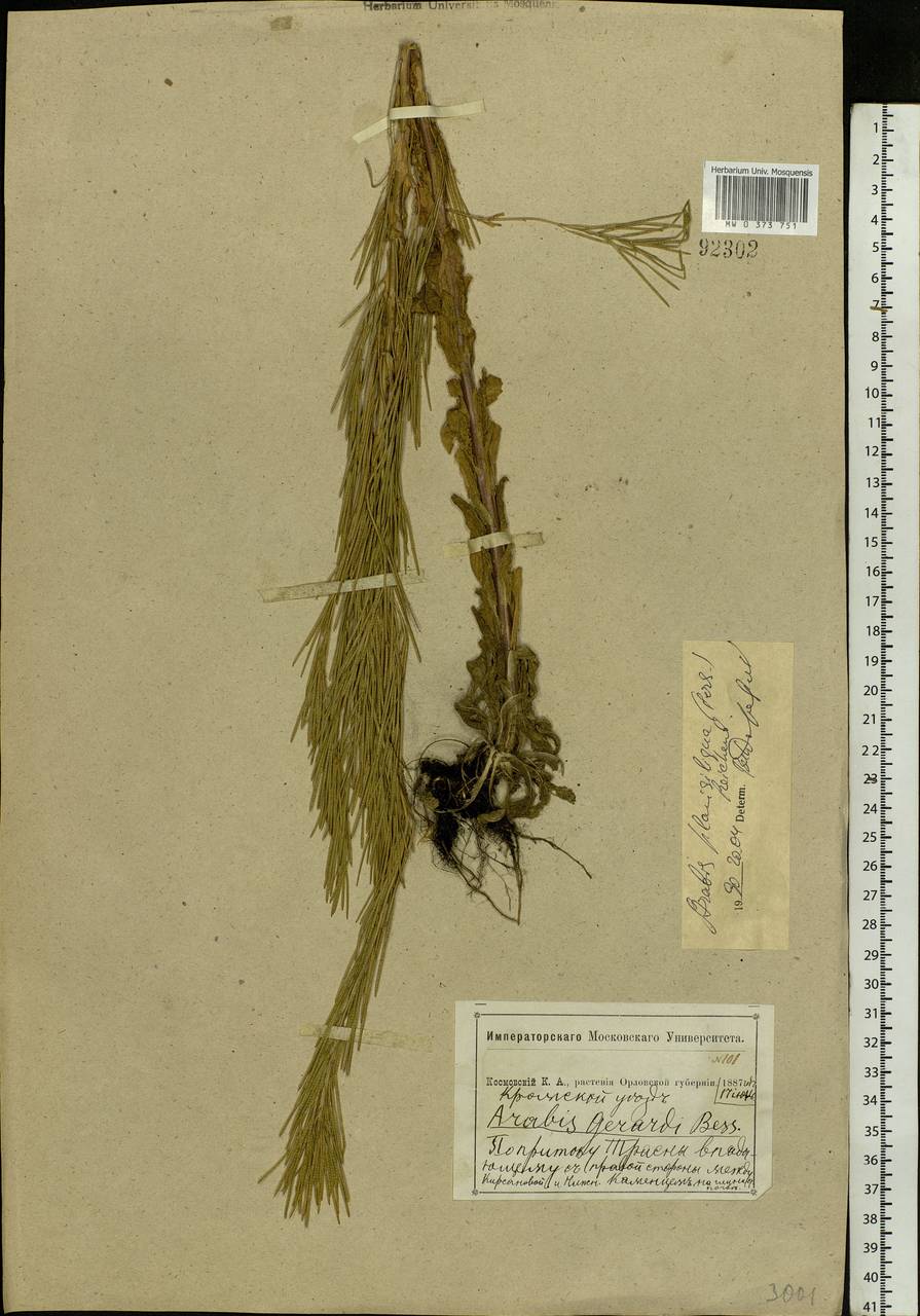 Arabis planisiliqua (Pers.) Rchb., Eastern Europe, Central forest-and-steppe region (E6) (Russia)