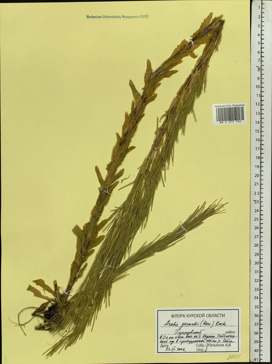 Arabis planisiliqua (Pers.) Rchb., Eastern Europe, Central forest-and-steppe region (E6) (Russia)